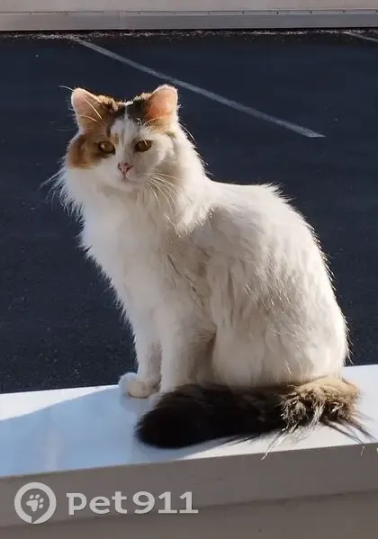 Chat angora blanc perdu à Nantes - photo