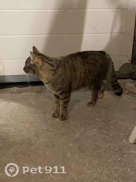 Chat tigré trouvé rue Félix Thomas, Nantes - photo
