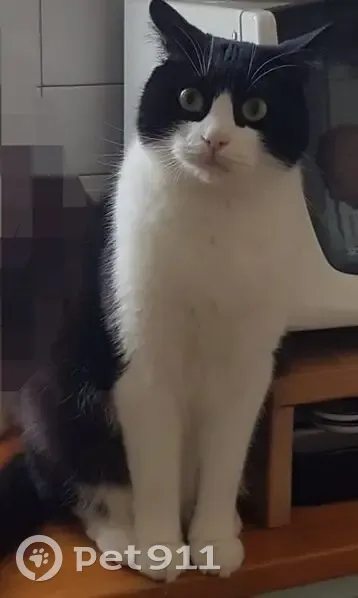 Lipton, chat européen noir et blanc perdu - photo