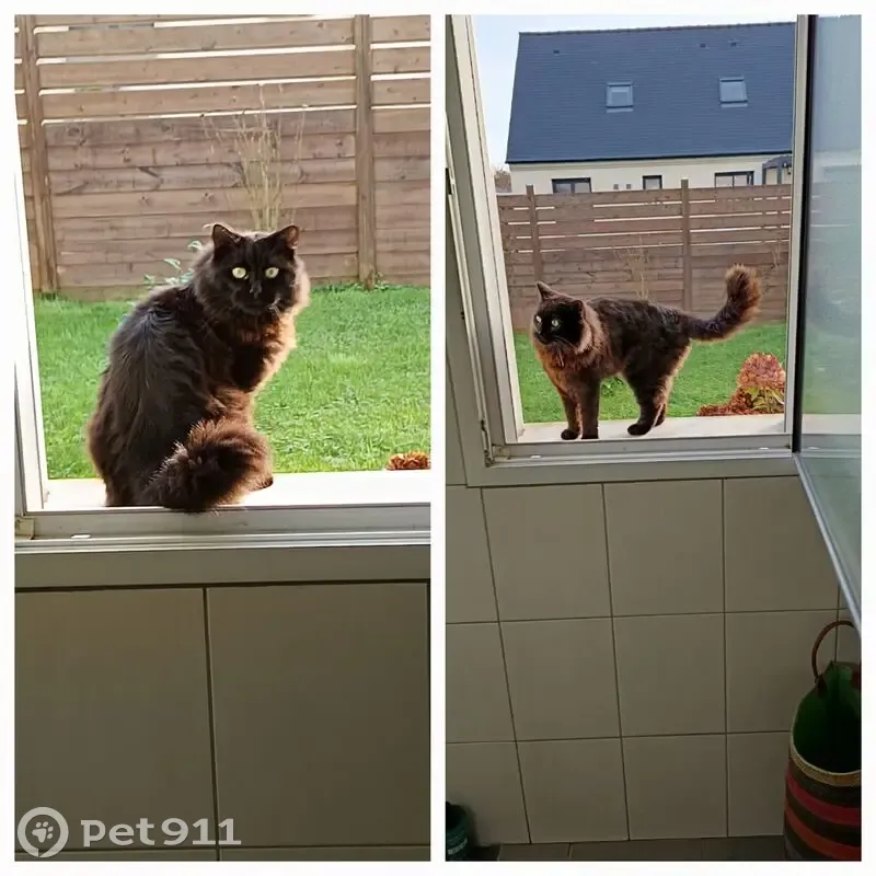 Chat perdu à Loctudy : Georges, 2 ans - photo