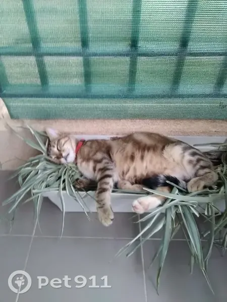 Chatte tigrée disparue à Grimaud - photo