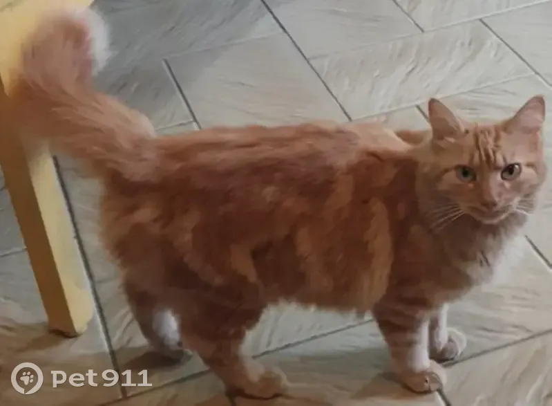 Simba, chatte rousse disparue à Colomiers - photo