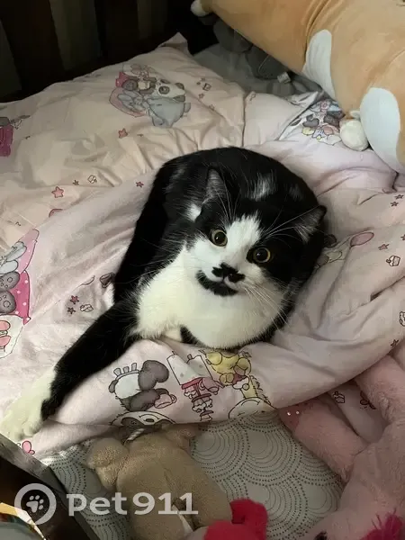 Moustache disparu à Issy-les-Moulineaux - photo