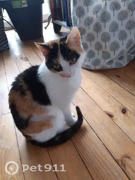 Deux chats européens disparus à Chazelles - photo