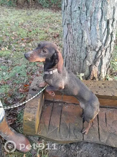 Chien perdu : Teckel croisée brune, Shanel - photo