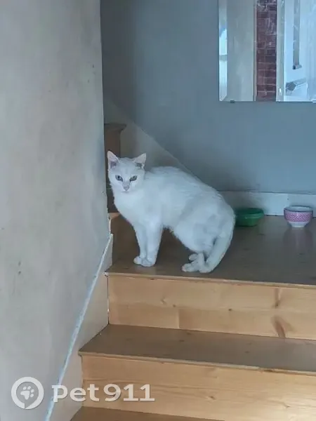 Chat européen blanc perdu à Noisiel - photo