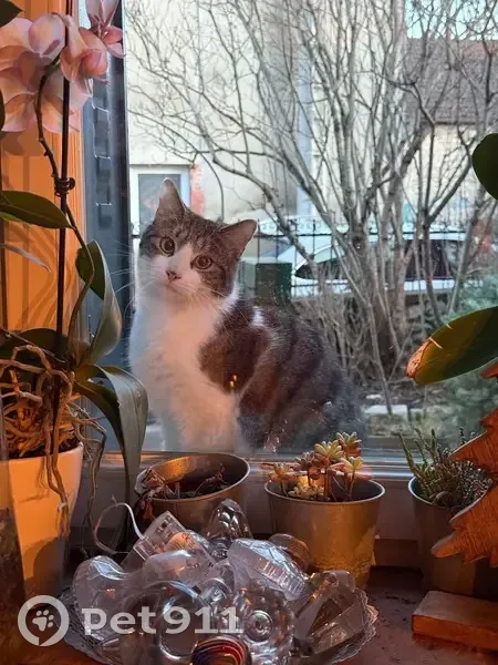 Chat perdu : blanc/tigré, 1 an, Ébreuil - photo