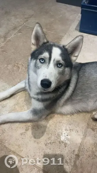 Husky grise perdue, Rue Victor Hugo - photo