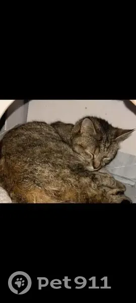 Chatte perdue à Reims : Simba, 2 ans - photo