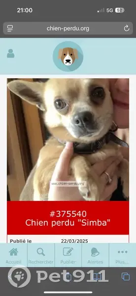 Chihuahua perdu à Villenave-d'Ornon - photo