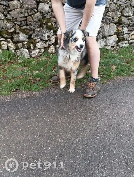 Chien trouvé sur le causse de Corn - photo