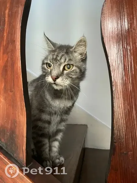 Chat mâle gris-blanc trouvé à Saint-Fons - photo