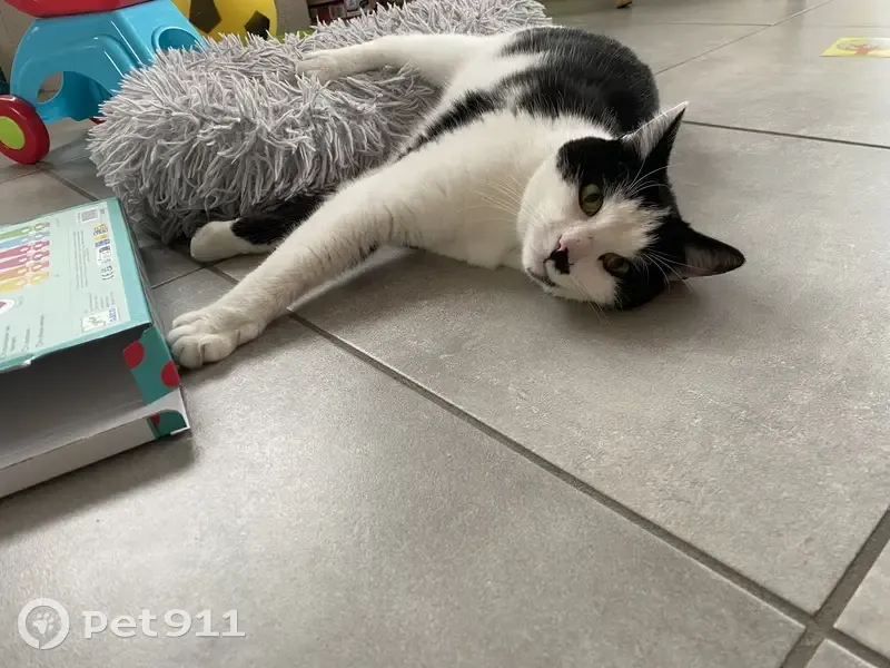 Chat noir et blanc perdu à Chambœuf - photo
