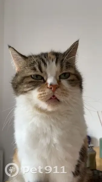 Chat perdu, Rue de Lille 411, Roncq - photo