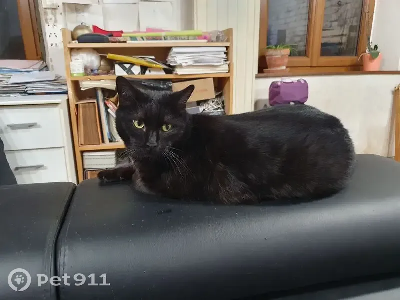 Chat perdu à Amiens, allée Filachet - photo