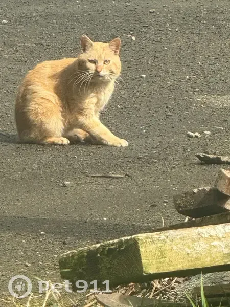 Chat mâle roux clair trouvé à Brecé - photo