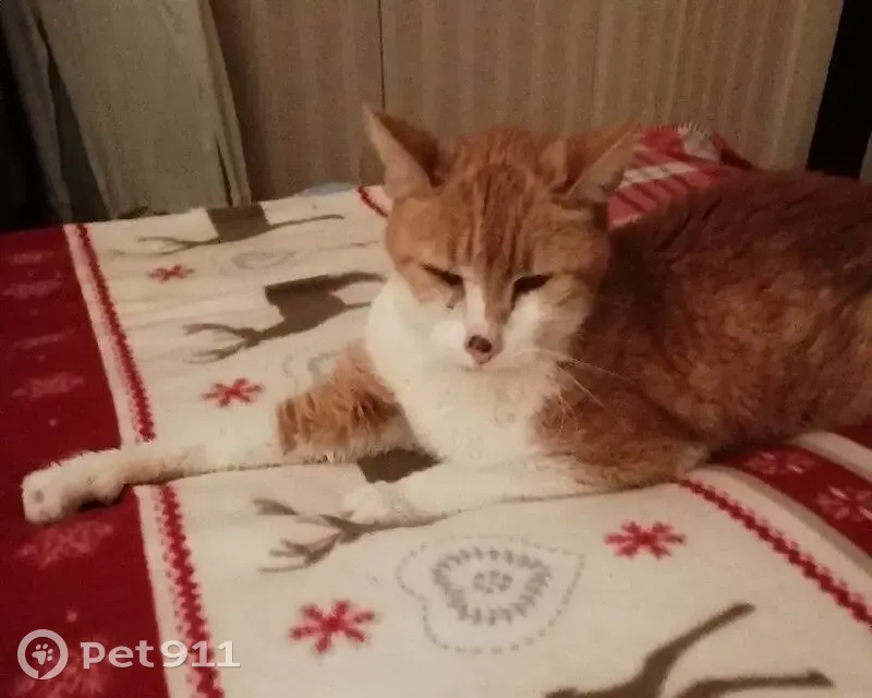 Chat roux et blanc perdu à Reims - photo