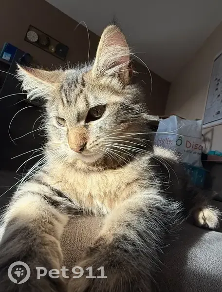 Chat perdu : Hinata, 7 mois, Lognes - photo