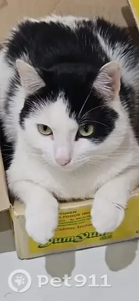 Zyne, chat noir et blanc perdu à Roubaix - photo