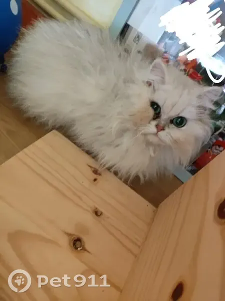 Chat blanc trouvé près de la forêt d'Yzeure - photo
