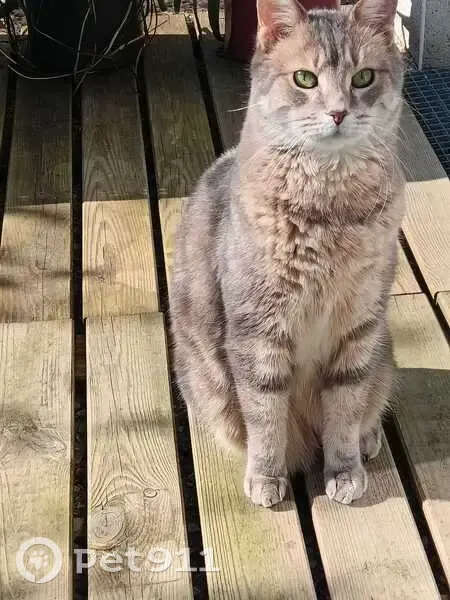 Chat mâle gris-beige disparu à Authie - photo