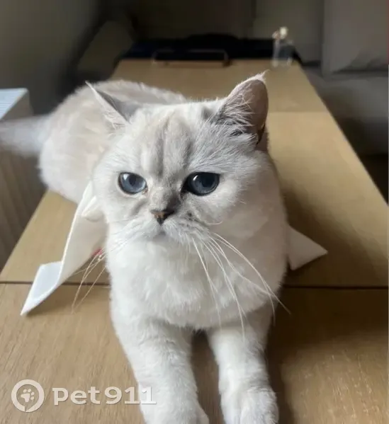 Chatte British Shorthair perdue à Eckbolsheim - photo