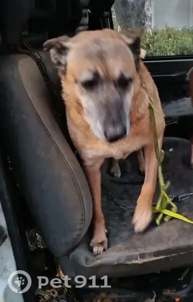 Vol de deux Malinoises à Perpignan - photo
