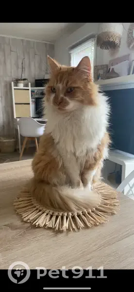Chat Angora mâle perdu à Étaples - photo