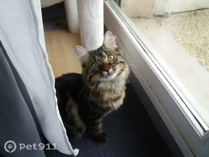 Chat mâle marron/noir perdu à Rennes - photo