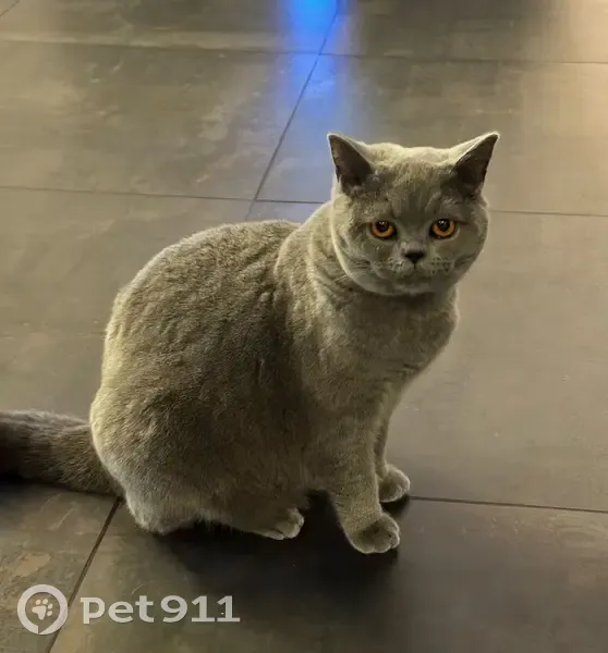 Chat British Shorthair perdu à Lille - photo