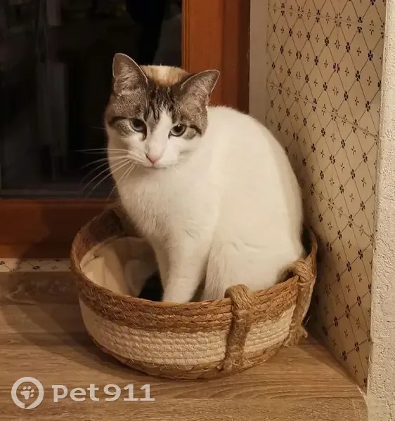 Chatte Européenne Sury perdue à Loubens - photo