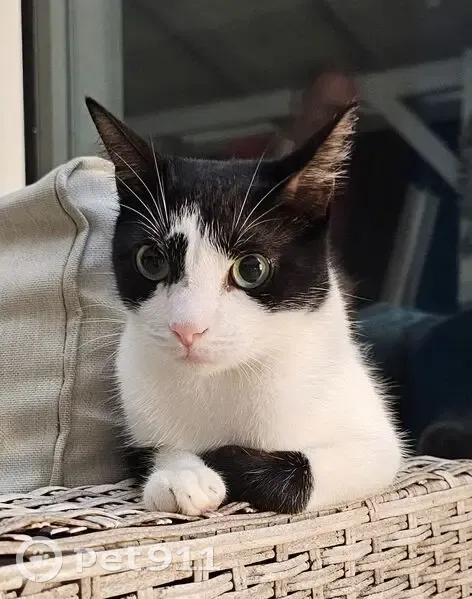 Chatte noire et blanche perdue, Le Robert - photo