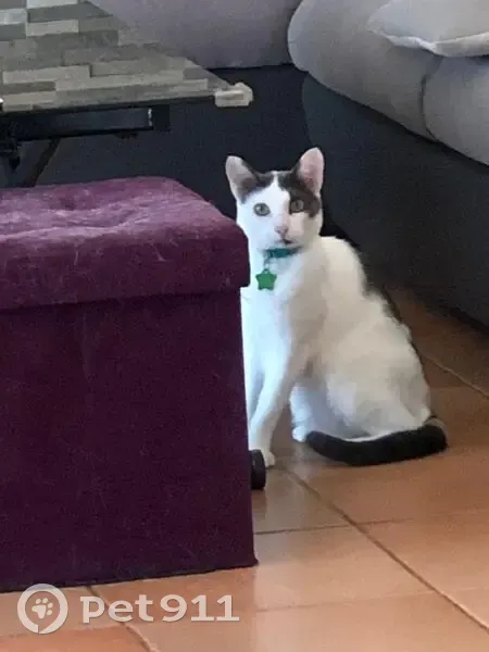 Chat Disparu à Tourrette-Levens - photo