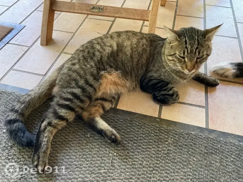 Chat de gouttière perdu à Limonest - photo