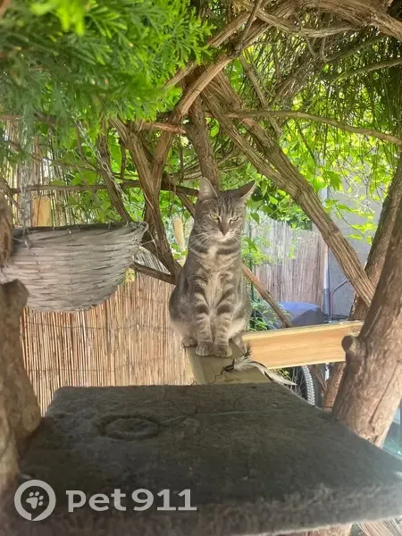 Chat tigré 3 ans perdu à Champvoux - photo