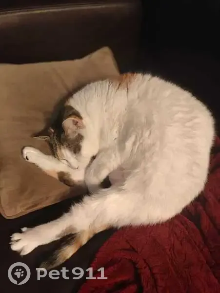 Chatte tricolore disparue à Tourcoing - photo