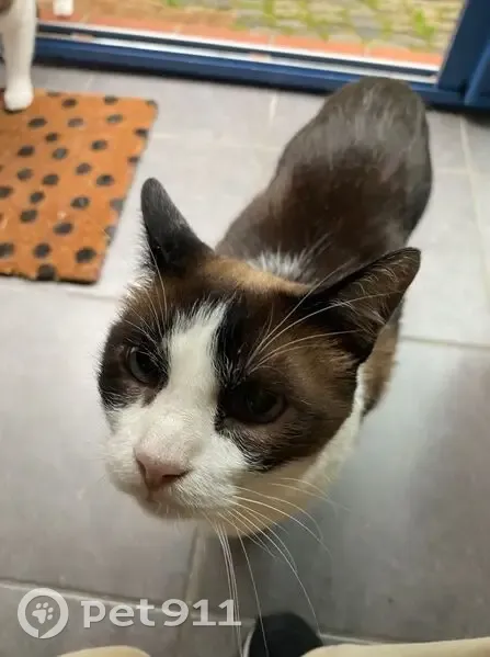 Chat mâle aveugle perdu à Toulouse - photo