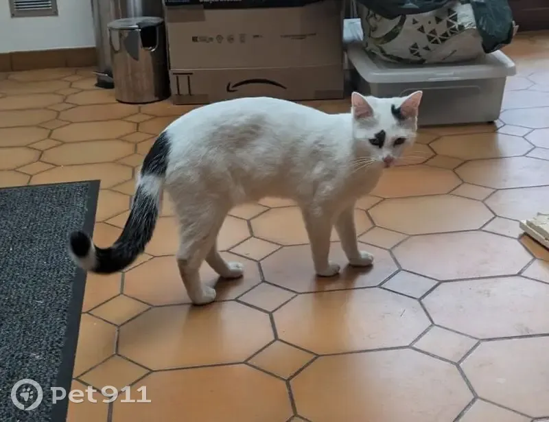 Chat blanc/noir perdu à Lille - photo
