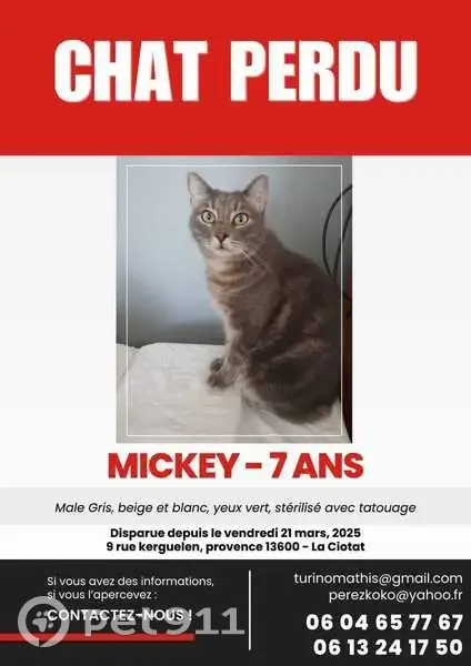 Chat mâle gris-beige perdu à La Ciotat - photo