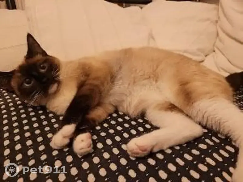Chatte croisée siamois perdue à Bordeaux - photo
