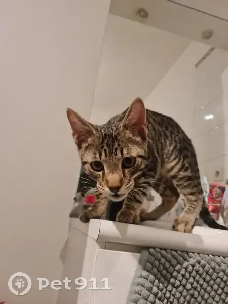 Chaton trouvé à Marseille, cherche propriétaire - photo