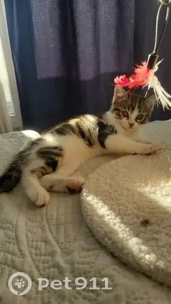 Chatte perdue à Argenteuil: Maya, 4-5 mois - photo