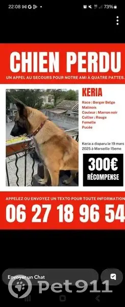 Chien perdu, tâche œil gauche, collier rouge - photo