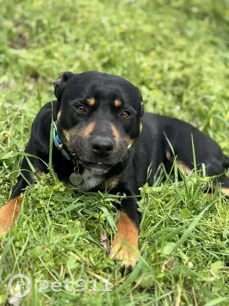 Chien disparu à Coudoux (BDR) - photo