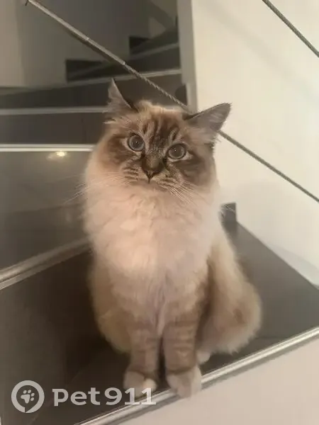 Chatte Sacré de Birmanie perdue à Marignane - photo