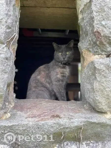 Chat gris clair sans queue perdu - photo