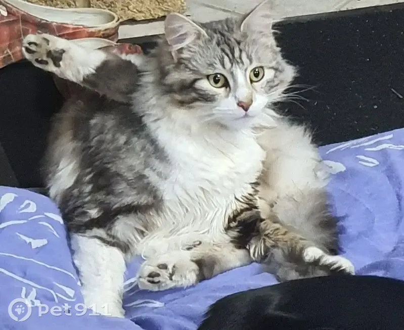 Chat gris-blanc perdu, Salignac, 21/03/25 - photo