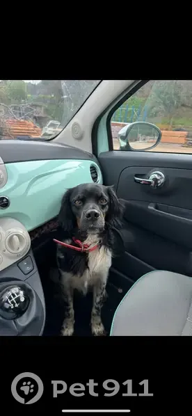 Chien perdu : Épagneul breton RAMBO - photo