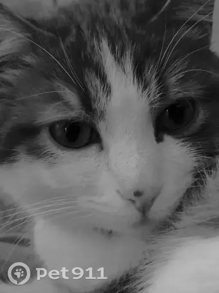 Chat rouquin perdu à Rudelle, aidez-nous ! - photo