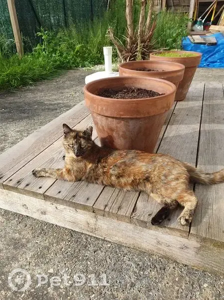 Chatte écaille disparue à Betton (35) - photo
